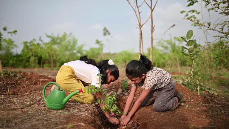 Tree Plantation